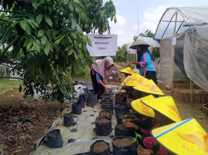Kenalkan Pertanian Sejak Dini, SDN 03 Banjareja Nusawungu Melakukan Kunjungan Edukasi di Agroeduwisata Kedungweru 01